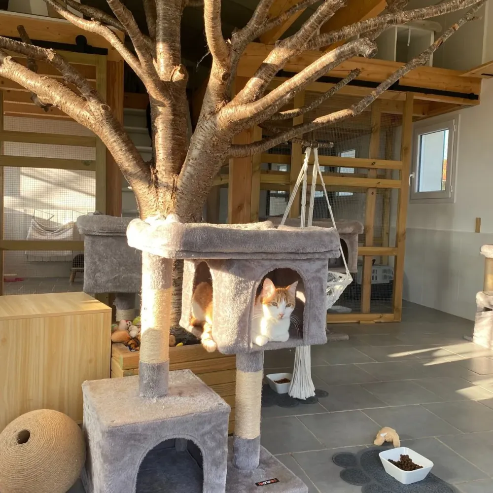 Comportementaliste pour chat près de Cognac 