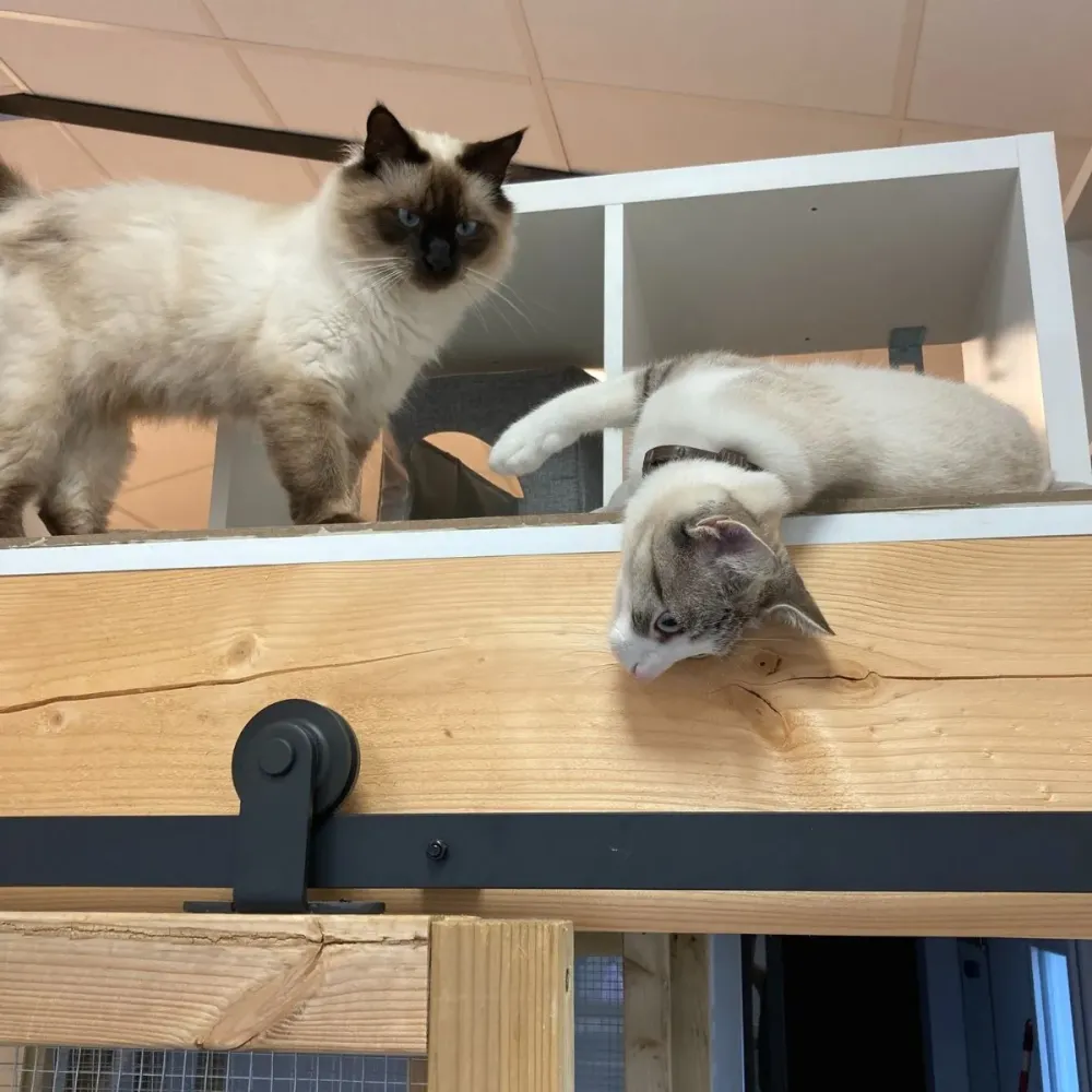 chats-and-co-interieur