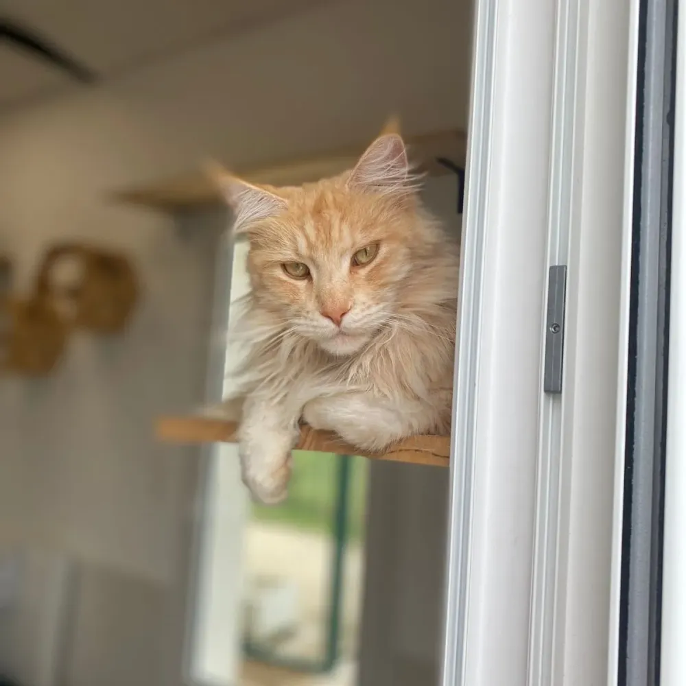 Pension chats près de Cognac 