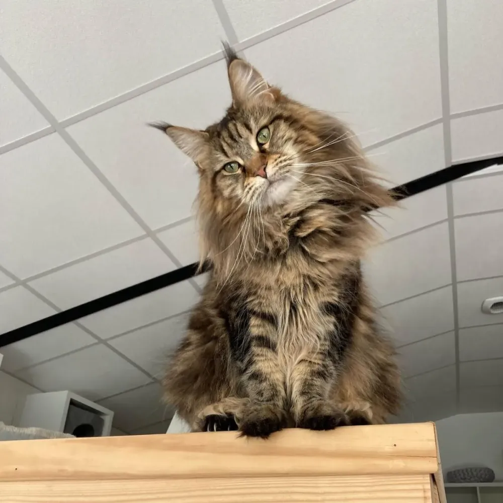 Vacances pour chats près de Cognac 