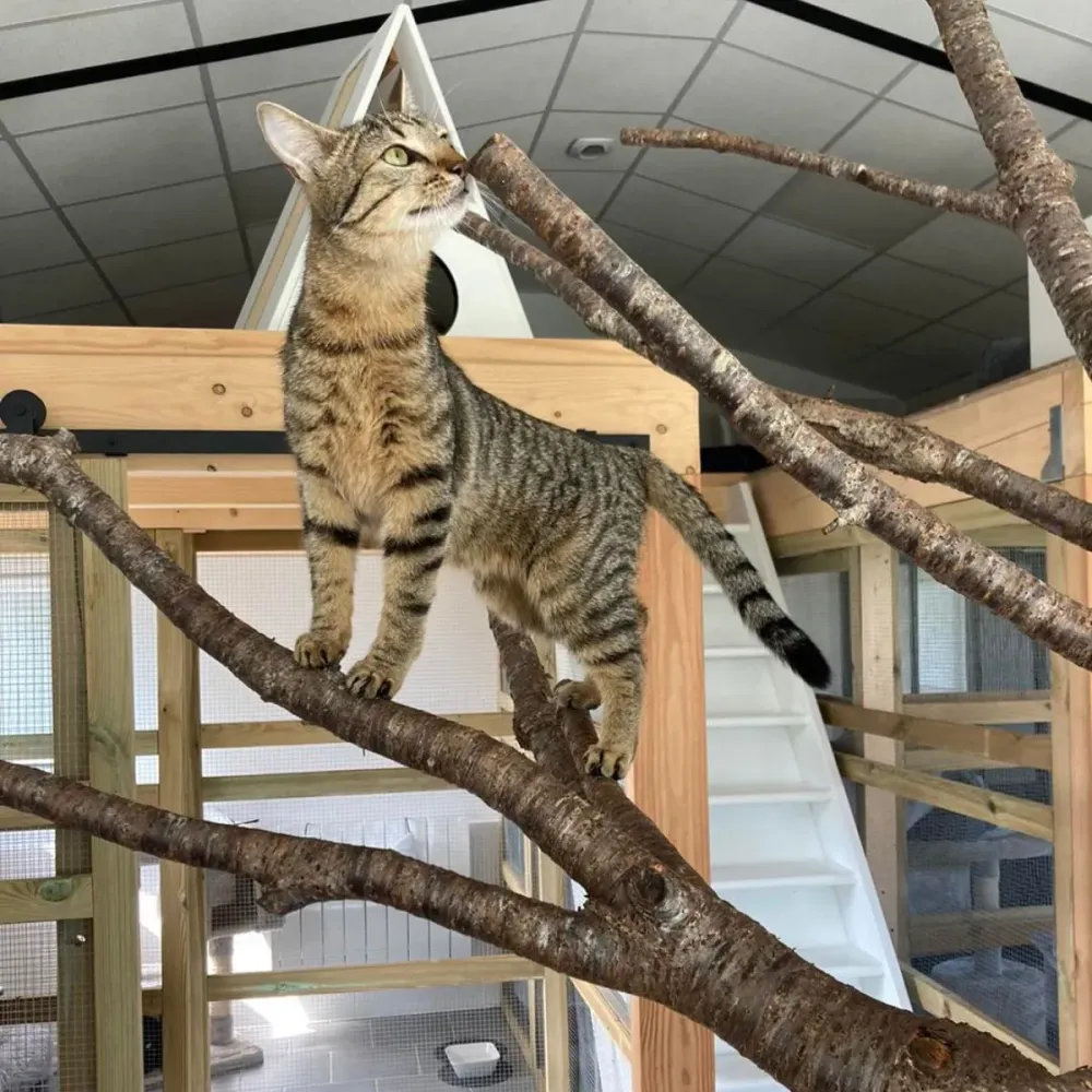 Chenil pour chat près de Cognac 