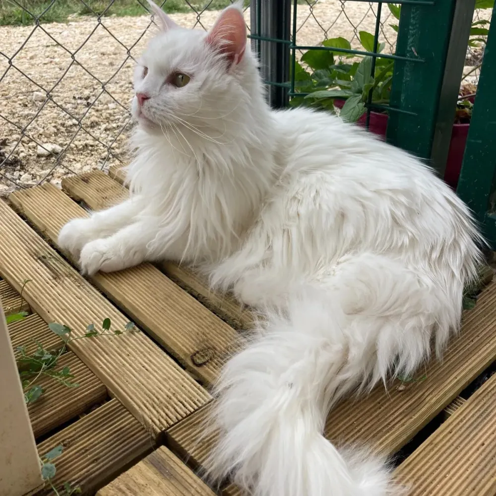 chats-and-co