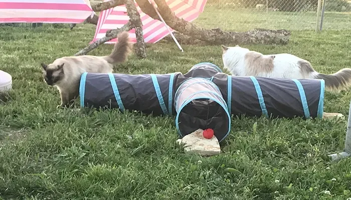 Gardiennage chats près de Cognac 