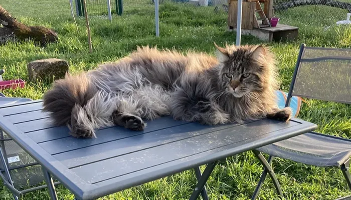 Pension collective chat près de Cognac 