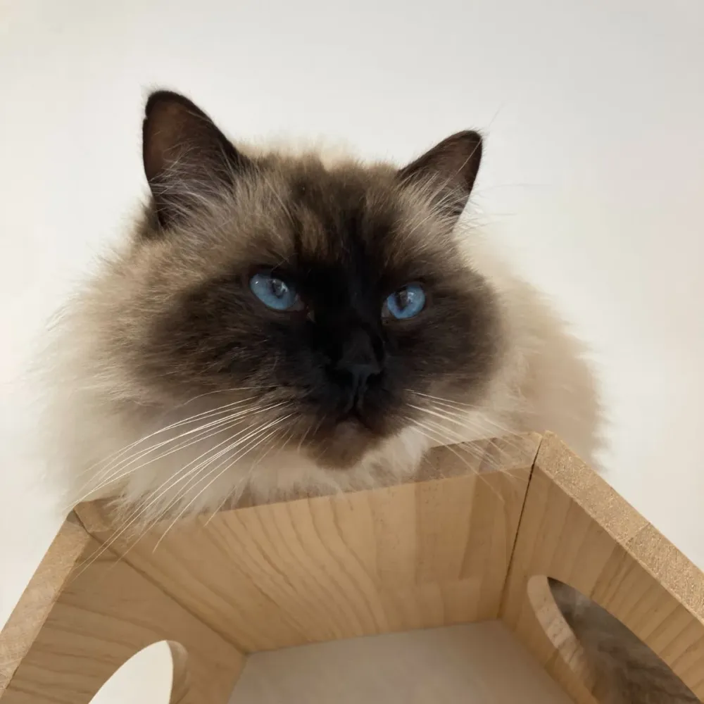 chats-and-co-comportementaliste