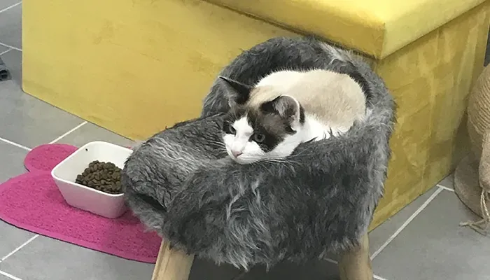 Problème de comportement chat près de Cognac 